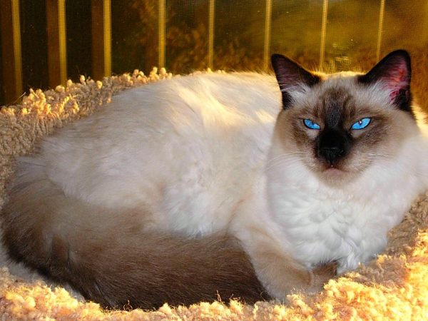 Balinese.white cat Balinese.white cat |