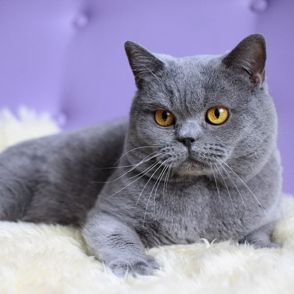 British-Shorthair-grey cat