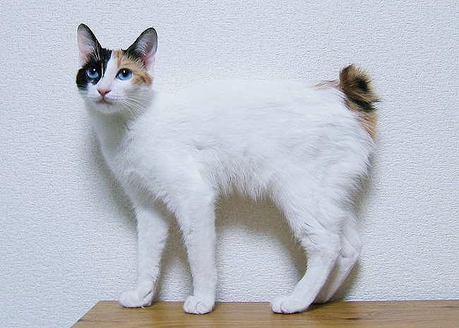JapaneseBobtail White Cats Breed