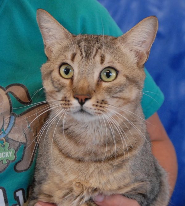 Savannah cat.jpg 2 Savannah cat.jpg 2 |