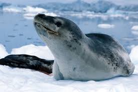 leopard seals 3