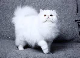 persian cat White Cats Breed
