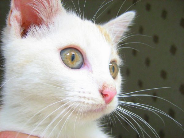 russian white cat 2 russian white cat 2 2 |