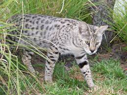 Best 7 Tips Before Buying Savannah Cat That You Should Read 3 savanah 54