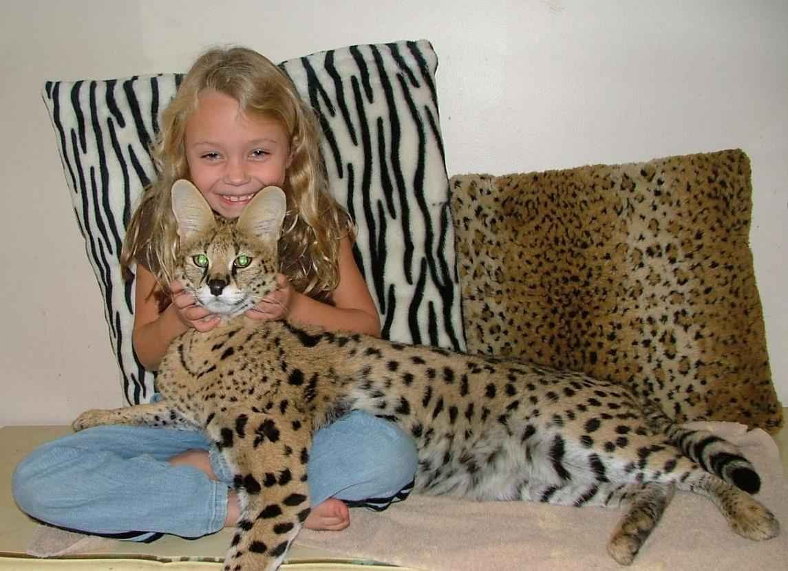 Best 7 Tips Before Buying Savannah Cat That You Should Read