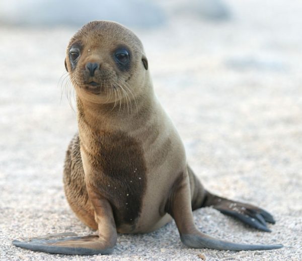 sea lion 1 sea lion 1 |