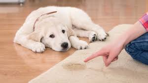 stop dog peeing on dog 2