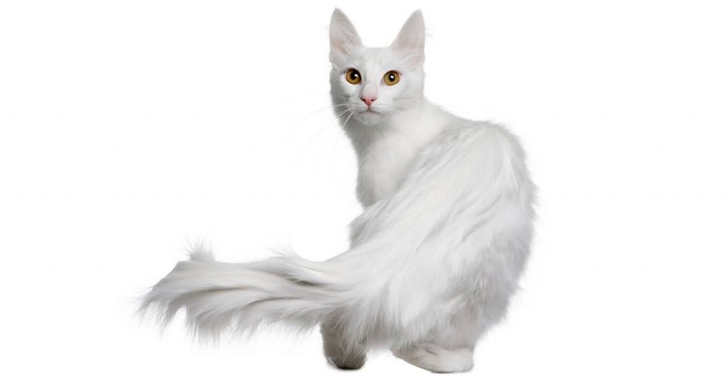 Don’t Waste Time! Facts Until You Reach Your Angora cat 1 turkish angora cat 02
