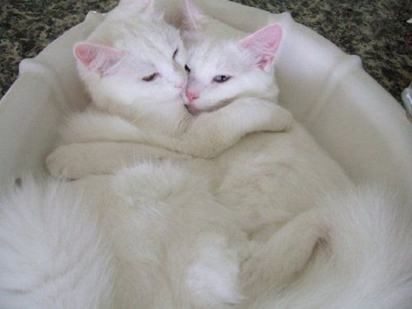 white-cats-0123 white cats 0123 1 |