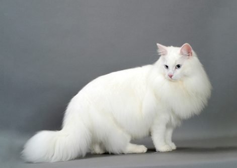 white norwegia cat