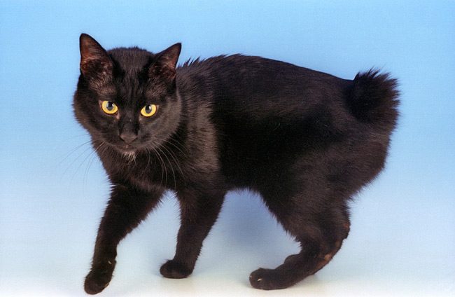 The 10 Unexposed Secret of Black Cats Breeds 9 Japanese-Bobtail-02