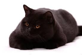 black british short hair cat 012