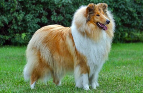 collie-01 collie 01 |