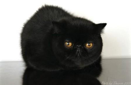 exotic-shorthair-black cat 012