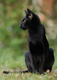 The 10 Unexposed Secret of Black Cats Breeds 15 oriental black cat