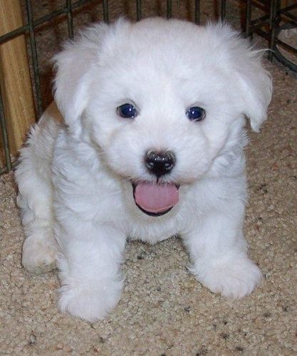bichon-frise-puppy