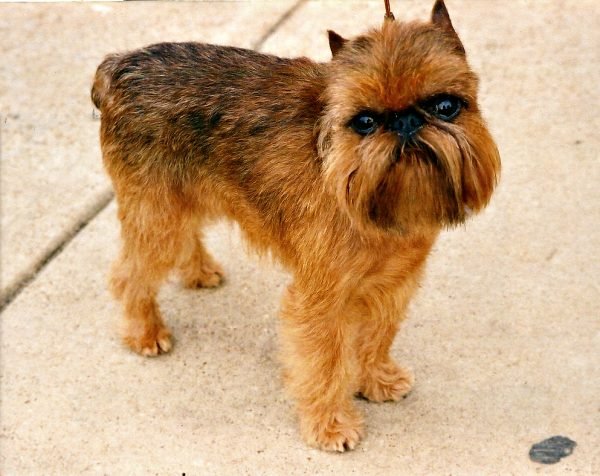 Top 15 Smallest Dog Breeds Brussels Griffon 05 | Dogs