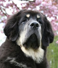 10 Interesting Facts about Tibetan Mastiff 4 tibetan-mastiff-dog-012