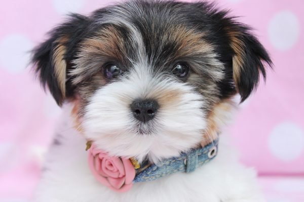 Top 15 Smallest Dog Breeds Yorkshire Terrier 04 | Dogs