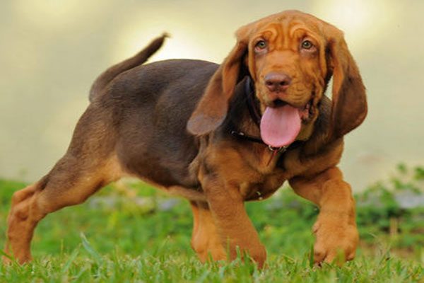 bloodhound-dog-08