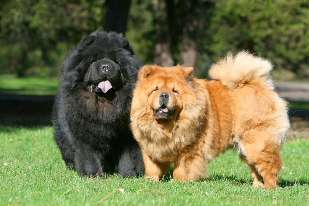 chow chow fighting