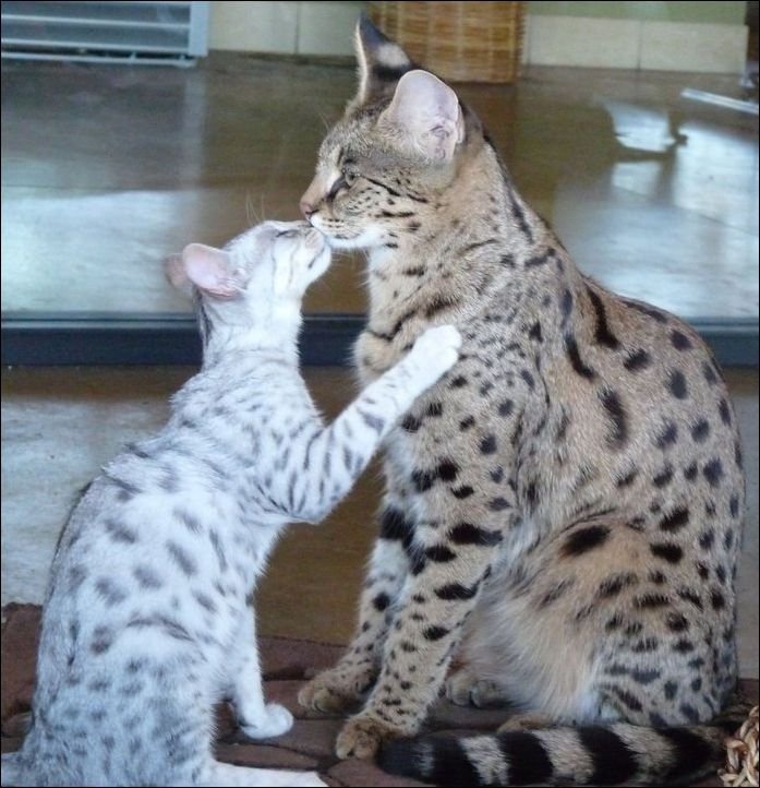 Top 10 Biggest Domestic Cat Breeds In The World