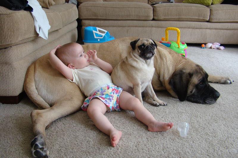 10 Interesting Facts about Tibetan Mastiff 12 mastiff-with-child