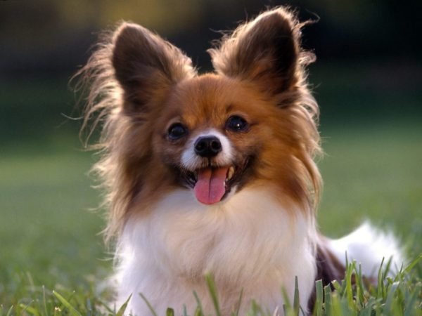 Top 15 Smallest Dog Breeds papillons dog 07 | Dogs