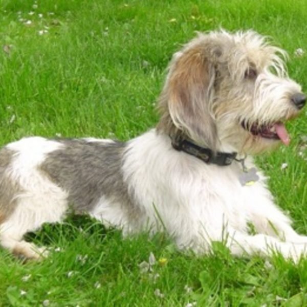 petit-basset-griffon-089 petit basset griffon 089 |