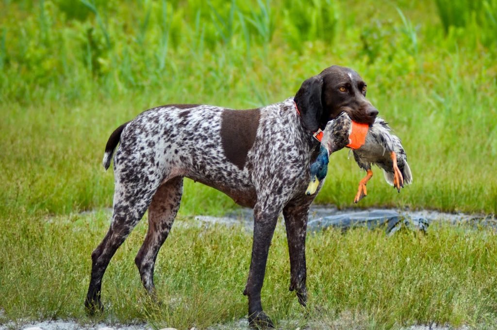 pics of pointer dogs