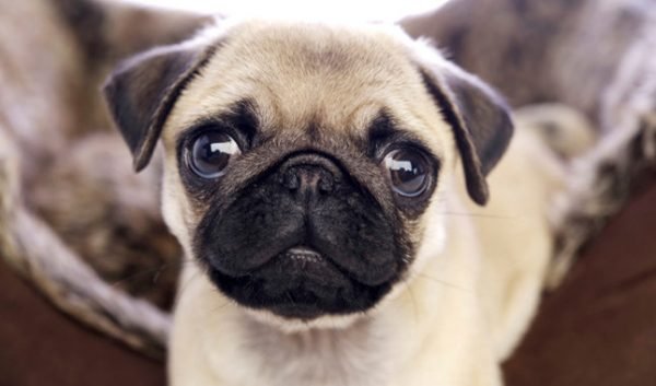 Top 15 Smallest Dog Breeds pug 02 | Dogs