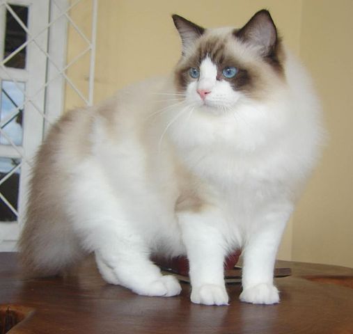 Top 10 Biggest Domestic Cat Breeds in the World 2 ragdol-cat111