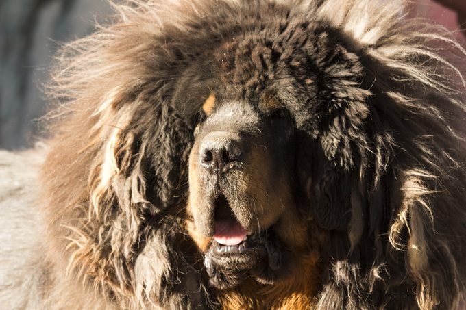 tibetan mastiff teddy bears