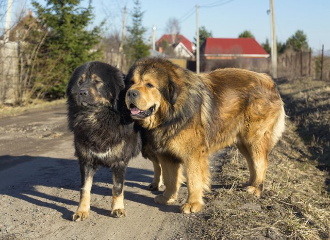 10 Interesting Facts about Tibetan Mastiff 6 Two dog breed Tibetan Mastiff