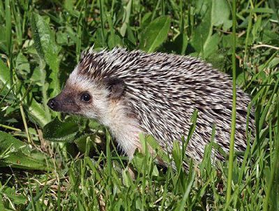 africanpygmyhedgehog-023