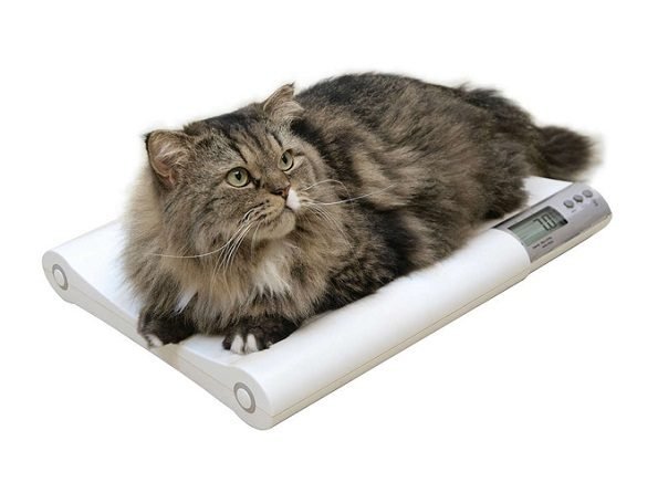 cat-on-scale-09