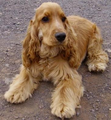 Top 10 Dogs Breeds That Mostly Bite Humans 7 cocker-spaniels-012
