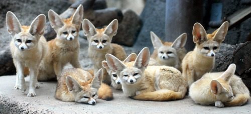 fennec-foxes-032