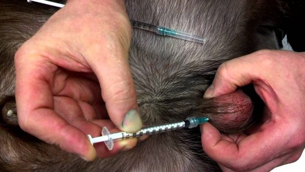 6 Most Effective Animal Birth Control Methods 4 neutersol-for-dog