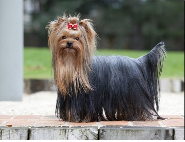 Top 15 Smallest Dog Breeds Yorkshire Terrier 589 | Dogs