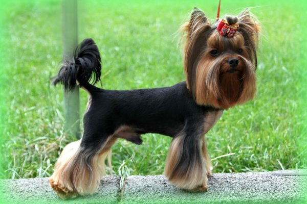 6 Shocking Yorkshire Terrier Information 4 yorkshire-terrier-789