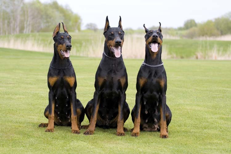 Top 10 Dogs Breeds That Mostly Bite Humans 6 Doberman Pinscher Grooming