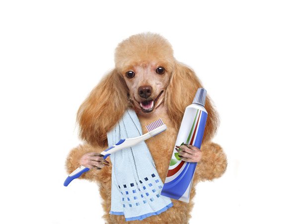 5 Effective Treatment Methods For Dogs That Get Pimples 4 Best Dental Products for Dogs