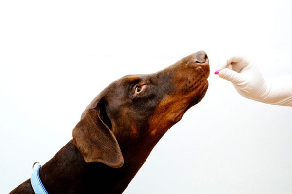 6 Most Effective Animal Birth Control Methods 2 dog-taking-antibiotics-pills