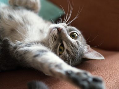 The Ultimate Guide to Female Cats in Heat 2 female-cat-in-heat-058