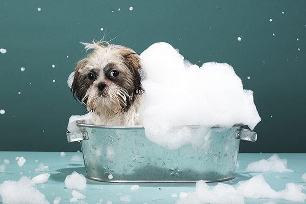 washing-your-dog-with-shampoo