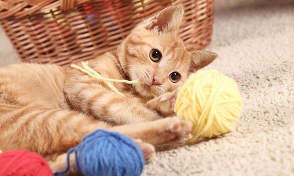 13 Clear Signs Prove That Your Cat Loves You! 2 13 Clear Signs Prove That Your Cat Loves You! 08 kitten with yarn 1000x600 9fe88fb89a | Behaviour & Training