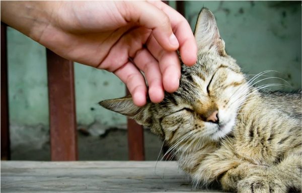 13 Clear Signs Prove That Your Cat Loves You! 4 13 Clear Signs Prove That Your Cat Loves You! 1480217893 | Behaviour & Training