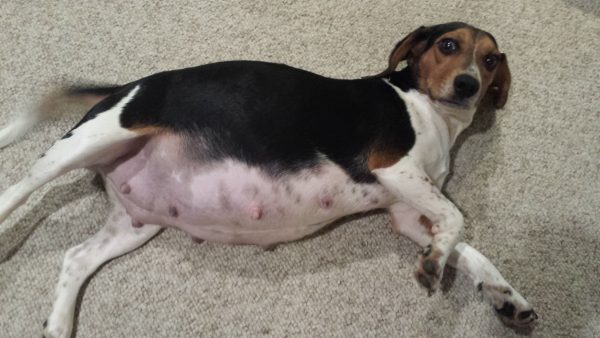 Find out the First Signs Of Your Dog's Pregnancy! 10 Find out the First Signs Of Your Dog's Pregnancy! 20141026 161258 | Behaviour & Training