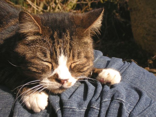 13 Clear Signs Prove That Your Cat Loves You! 13 13 Clear Signs Prove That Your Cat Loves You! 322462937 6fb2f7cc6b b | Behaviour & Training